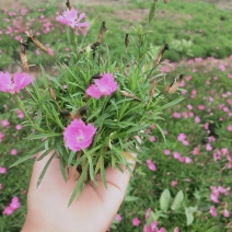 欧石竹