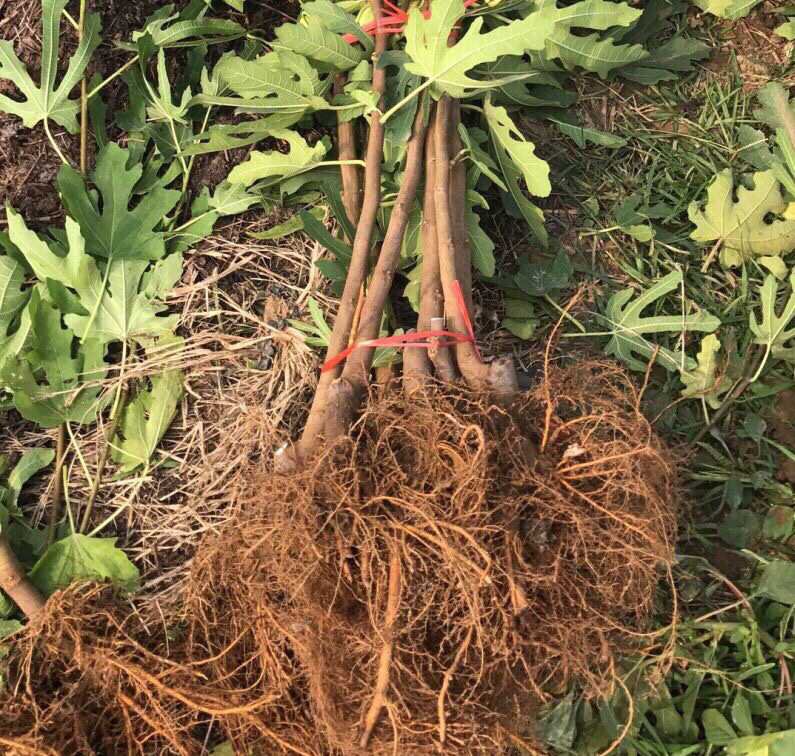 火龙果植株根部腐烂特写