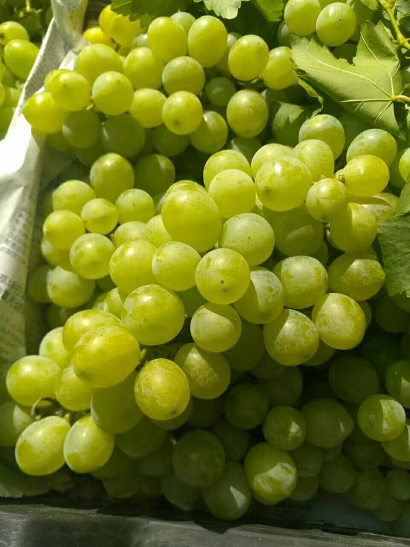 妮娜皇后无核白a17紫甜无核葡萄水晶葡萄黑提红宝石葡萄金手指美人指