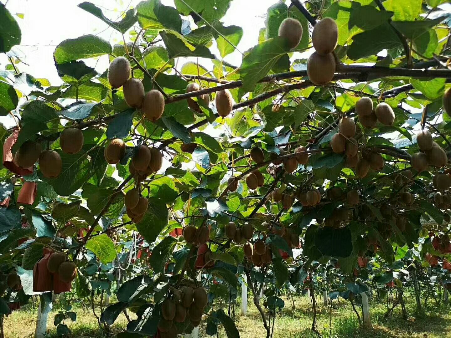 果园中挂满翠香猕猴桃的枝条特写