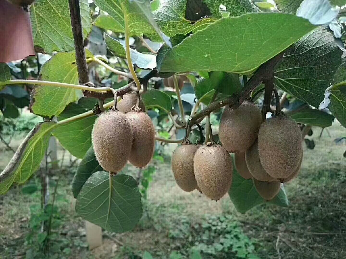 翠香猕猴桃与红阳猕猴桃植株对比图