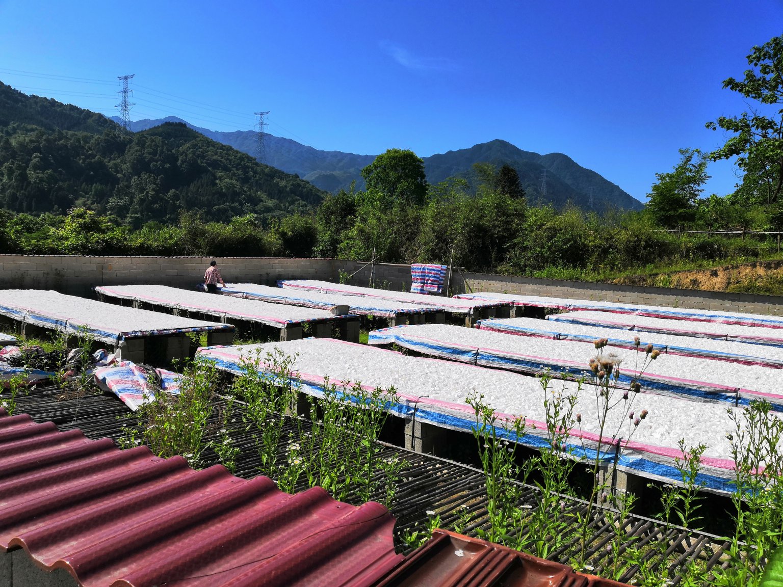 广西藤县葛根加工厂内景：全自动清洗线处理刚采收的葛根，高压喷淋去除红壤附着，随后进入破碎-浆渣分离-三效浓缩-真空干燥工序，成品葛根粉呈淡米黄色、细腻无杂质