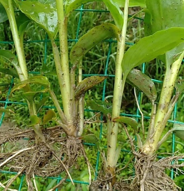 大量出售草果苗200万株有需要的客户可与我联系