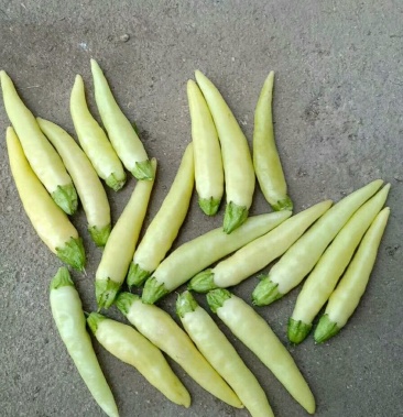 白泡椒大量供应食品厂…酱菜厂…商超…批发市场