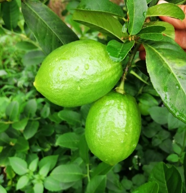 广西香水柠檬无核一级青果果园直销无中间商