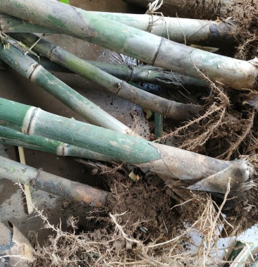 云南甜竹苗水果竹勃氏甜竹苗马来甜竹苗