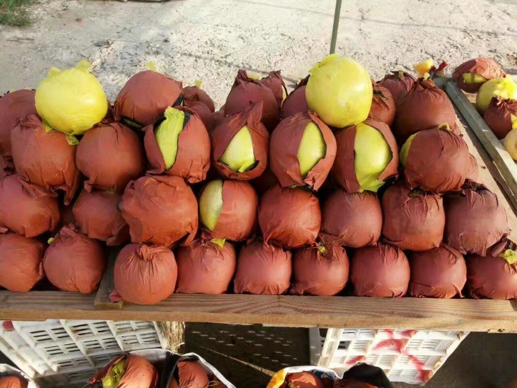 黄金梨市场销售场景