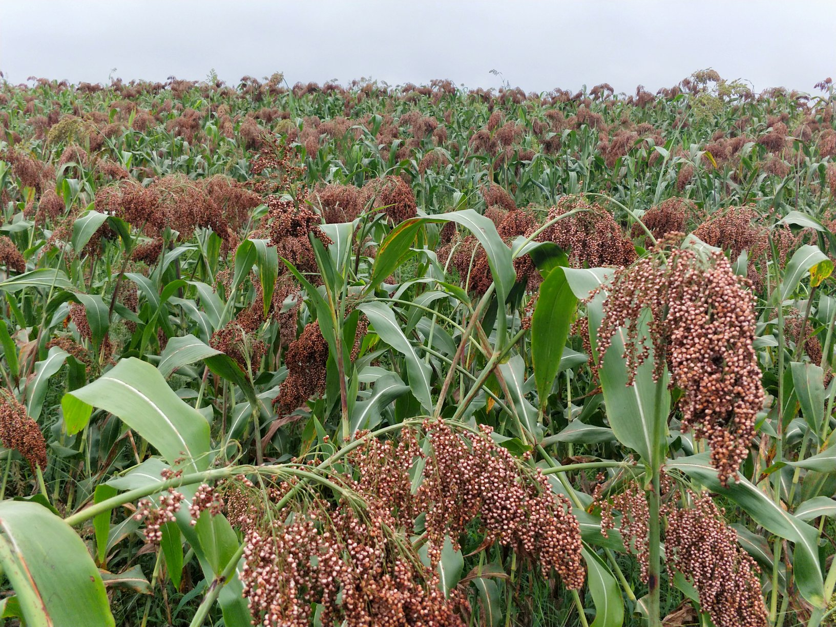 黑胡椒果实特写