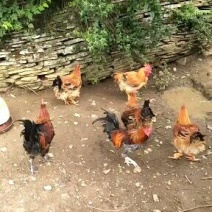 出卖四半个月882.五个月本地鸡有需要的联系我