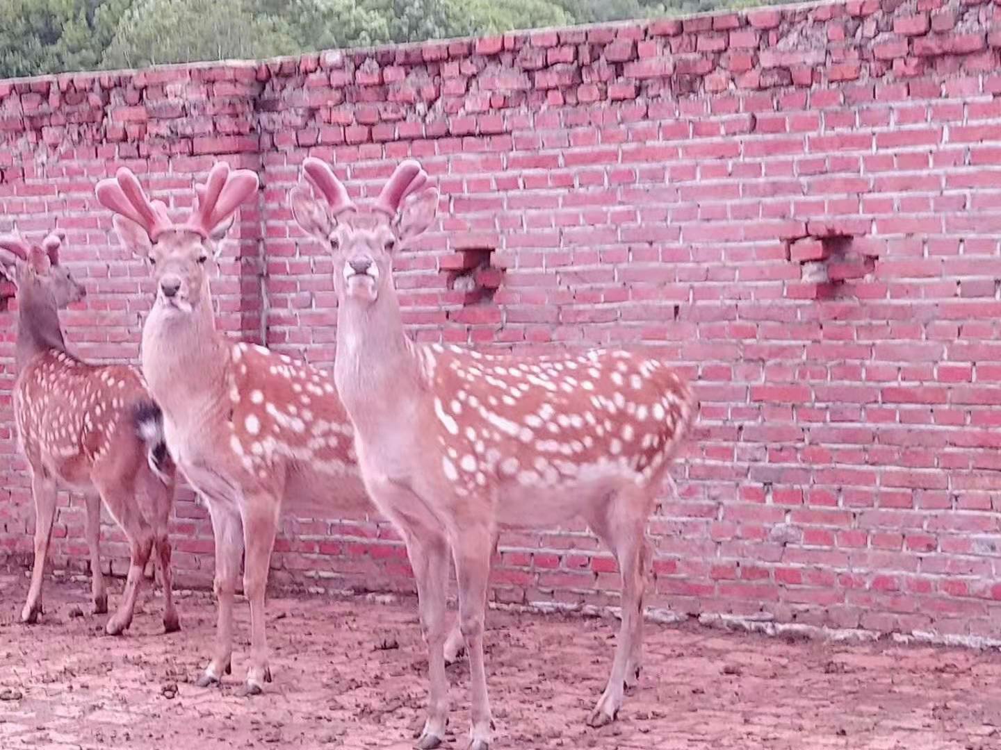 新鲜梅花鹿鹿茸呈粉红色带绒毛分枝状结构,表面有细密血丝;鹿鞭为淡黄色条状干制品,质地坚韧,一端连接睾丸组织,两者并列置于木质托盘上,背景为林间养殖场环境 鹿茸与鹿鞭实物对比图