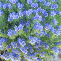 蓝蓟种子蓝刺头蓝蓟花种庭院观花种子蓝色景观花海四季花籽花