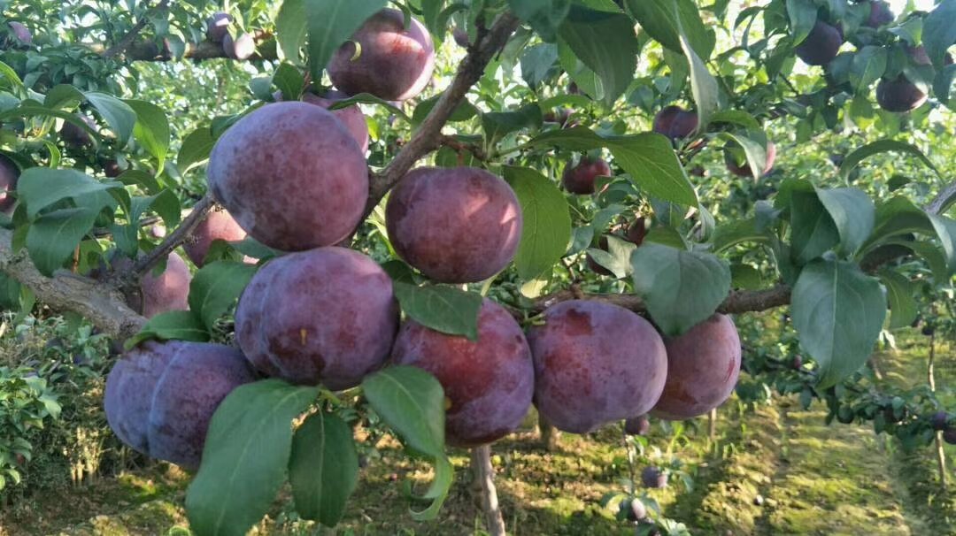 黑布林果实特写