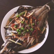 碟鱼