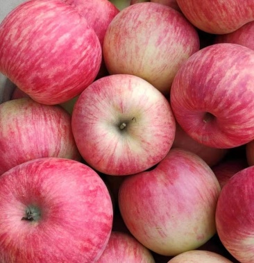 包邮一件代发陕西洛川苹果香甜可口红富士10斤装