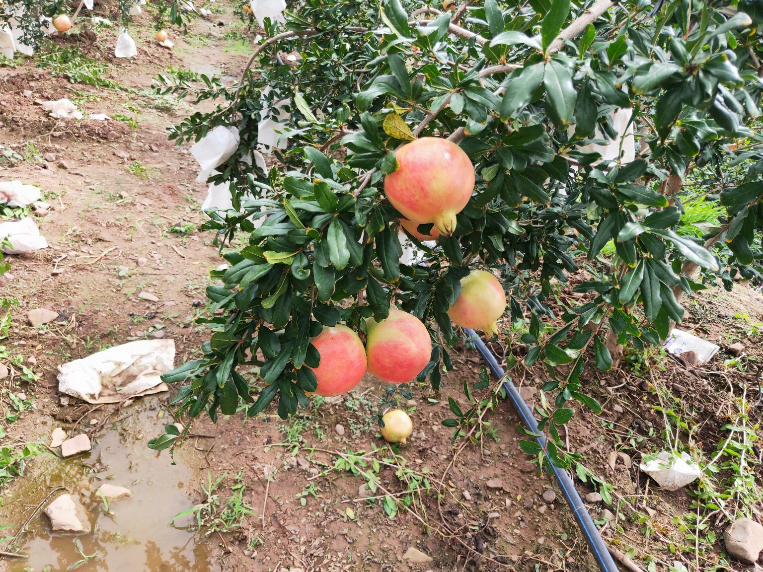 软籽石榴种植园的修剪与施肥管理
