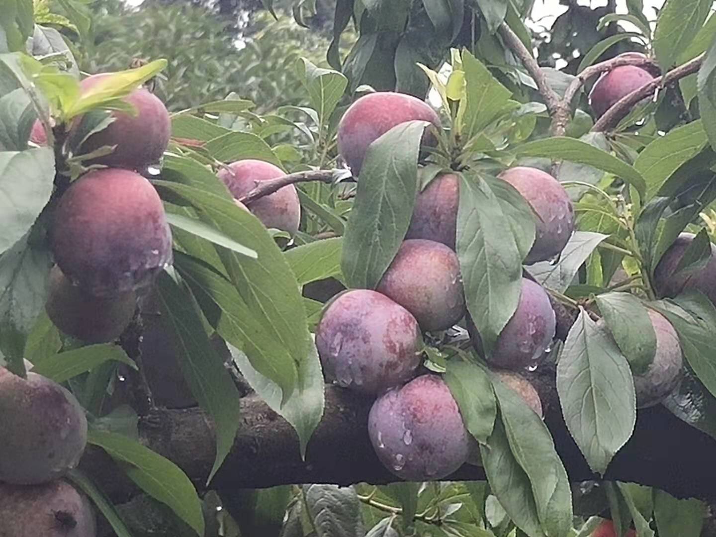 奉化桃粒红特写