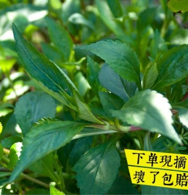 下单现摘新鲜福建闽北野生苦菜苦斋婆酱败草野菜煲汤