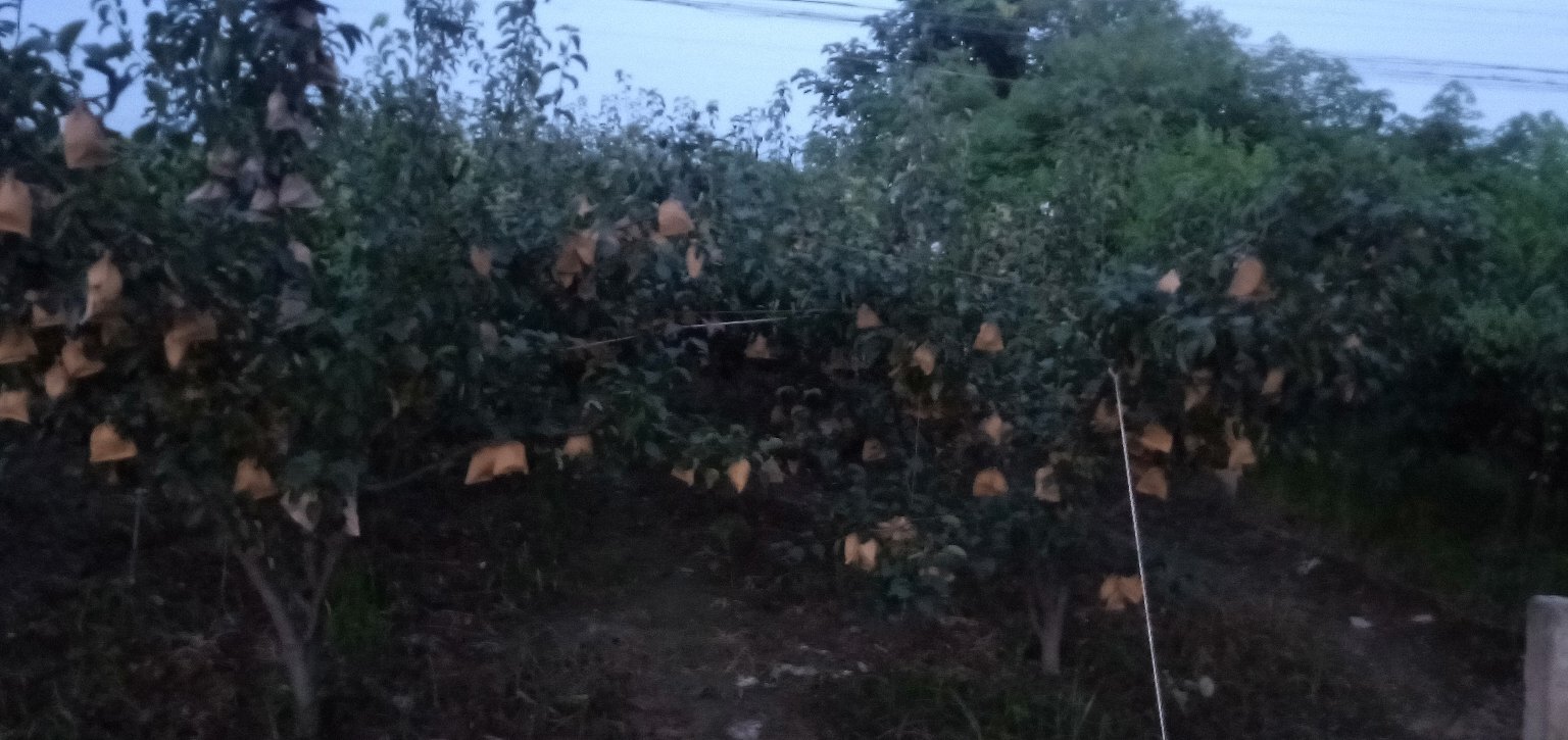 俯视梨园场景,左侧为工人正在喷洒药液,右侧悬挂黄色粘虫板,中间有瓢虫在叶片上捕食梨木虱若虫,背景为太阳能杀虫灯 梨园综合防治示意图