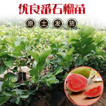 番石榴苗台湾红宝石苗珍珠番石榴苗品种保证可签合同