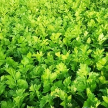 张家口市尚义县大青沟芹菜，气后温差大，7月20号左右上市