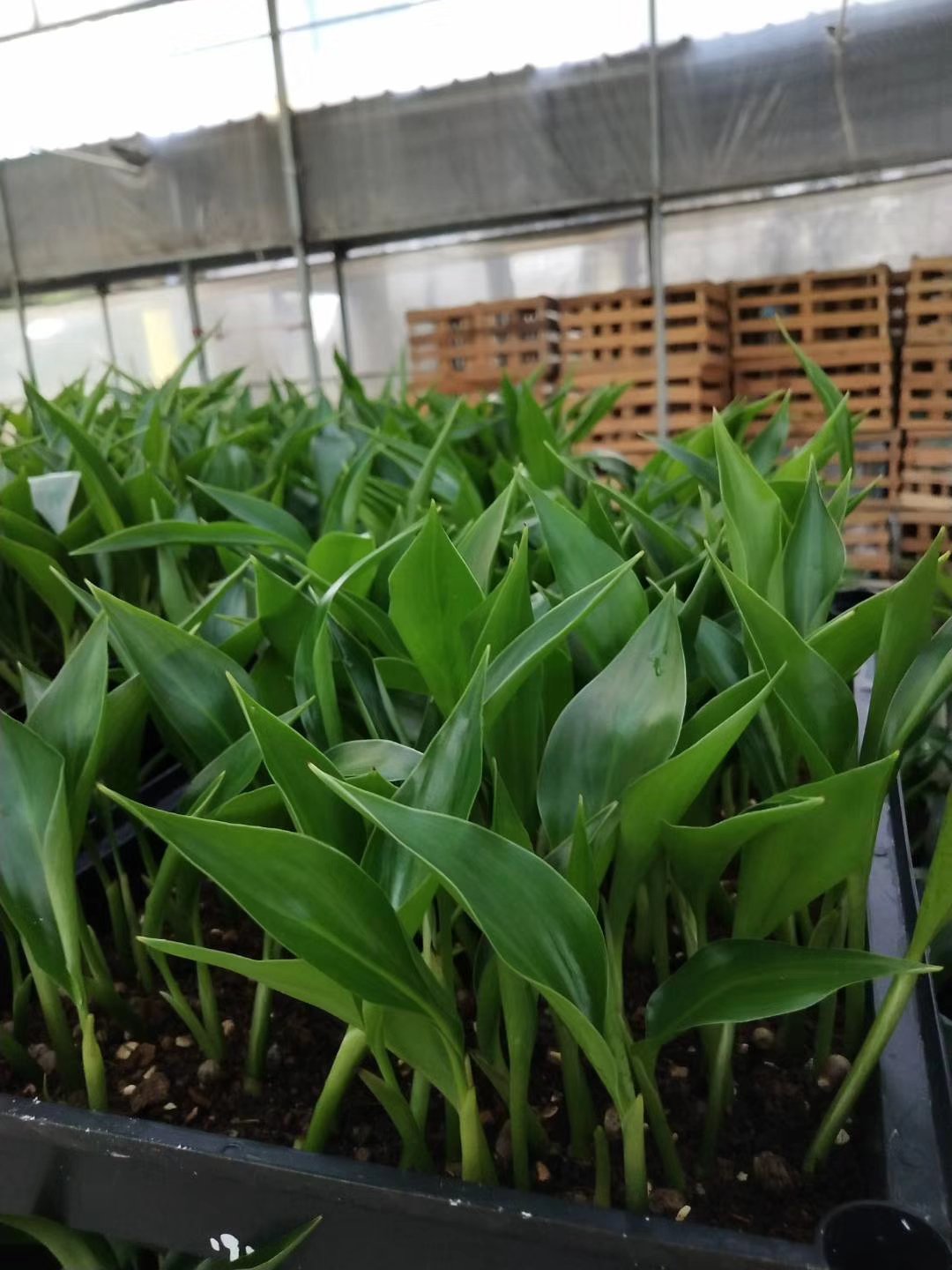 广州苗圃直供优质白花天堂鸟苗 室内绿植鹤望兰