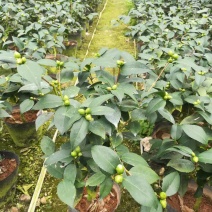 香茶花福建四海园基地直销