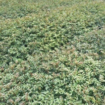 云南花椒苗红花椒苗大红袍花椒苗贡椒苗杯苗地苗