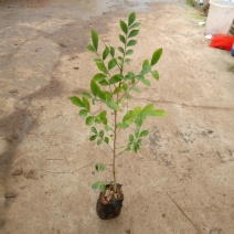 九里香袋苗庭院盆栽地栽观叶开花植物四季常青