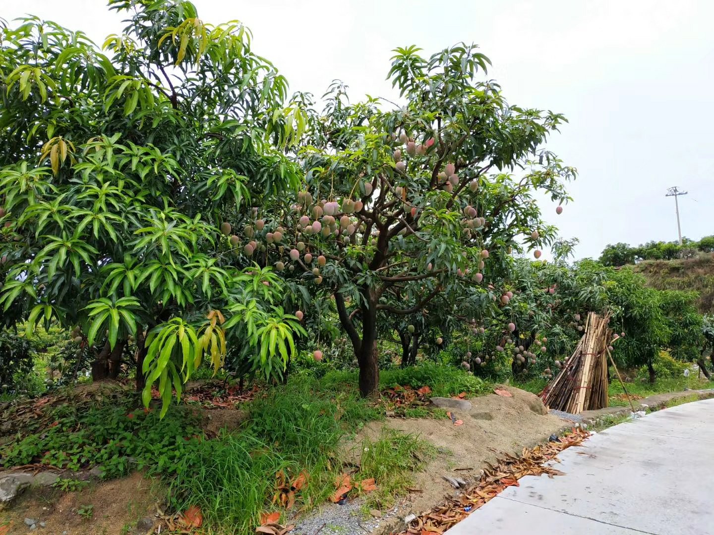一片热带果园中,几株凯特芒树枝繁叶茂,枝头上挂满大小不一的凯特芒果实,部分果皮已转为金黄色,阳光透过树叶洒在果实上,形成斑驳光影,远处可见果农正在巡视果园 果园中的凯特芒树挂满果实