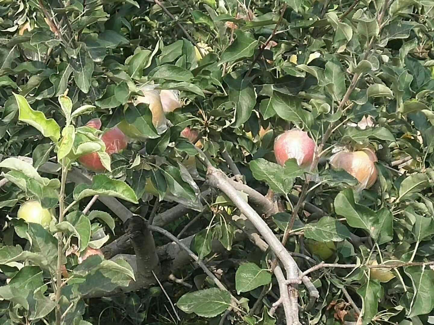 美八苹果与嘎啦苹果主要产地分布图:标注中国主要种植区域及产量占比 美八苹果与嘎啦苹果产地分布图