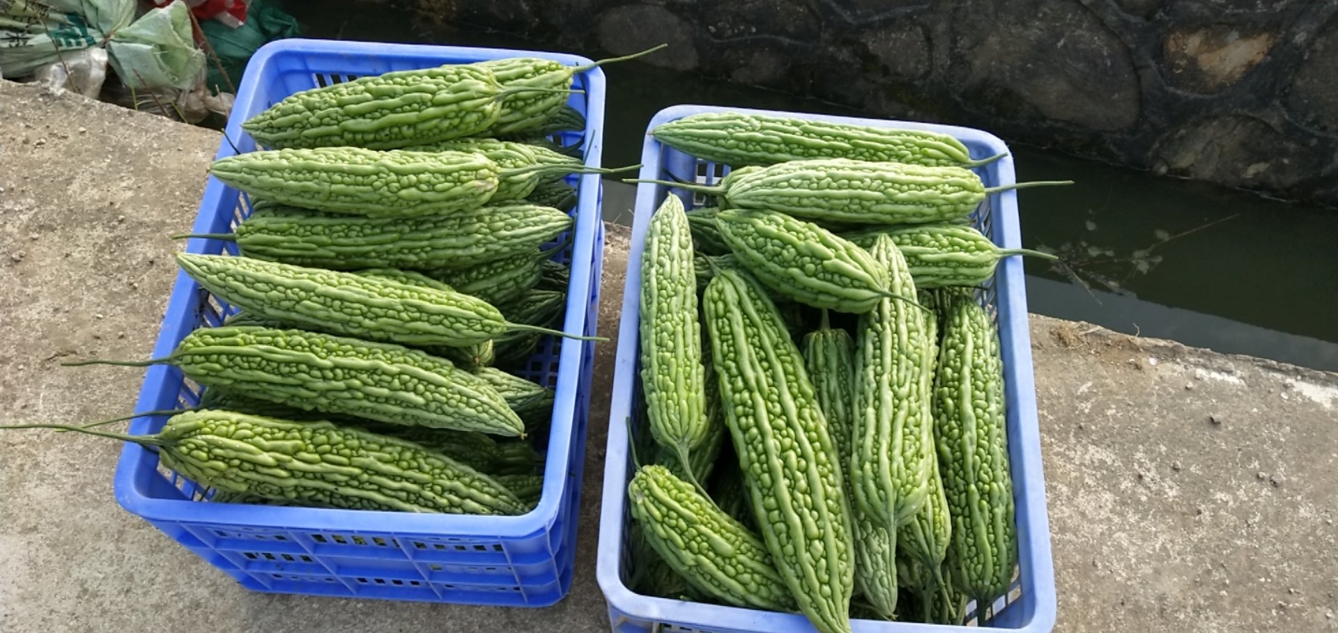 家庭厨房处理苦黄瓜示意图