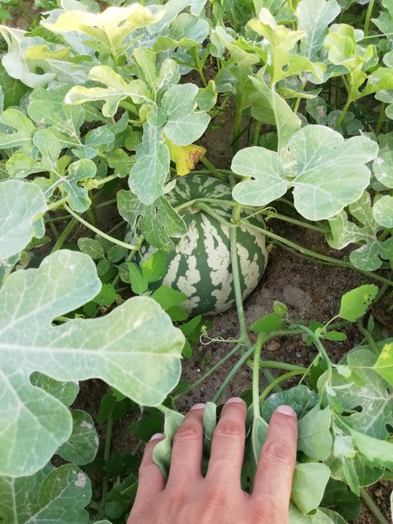 花皮冬瓜9月10月上市,欢迎全国各地老板采购