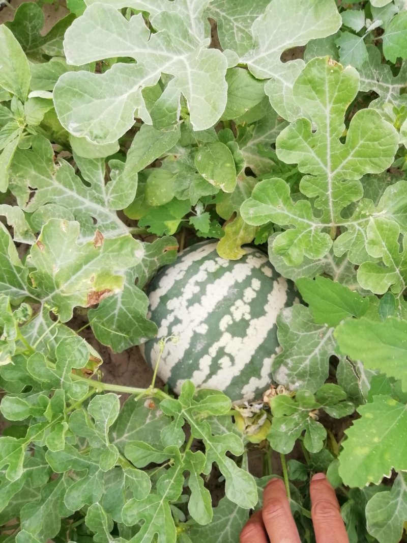 花皮冬瓜9月10月上市,欢迎全国各地老板采购
