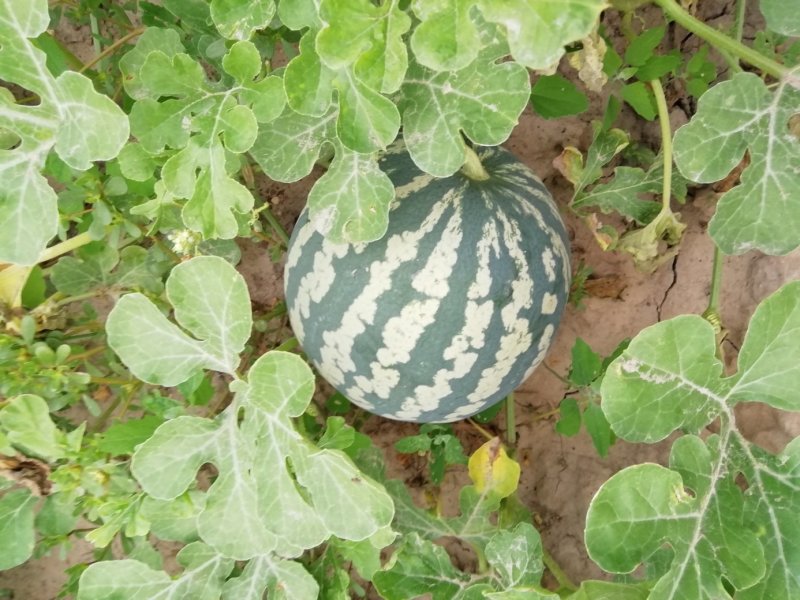 花皮冬瓜9月10月上市,欢迎全国各地老板采购