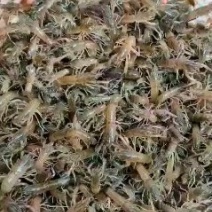 澳洲龙虾苗，优质澳洲龙虾苗，提供水产养殖技术产地直供。