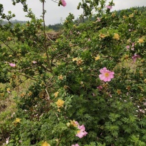 刺梨9月上市