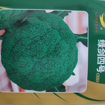 西兰花种子绿剑四号西兰花种子