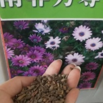 南非万寿菊种子，花期长颜色鲜艳花卉棚栽种子