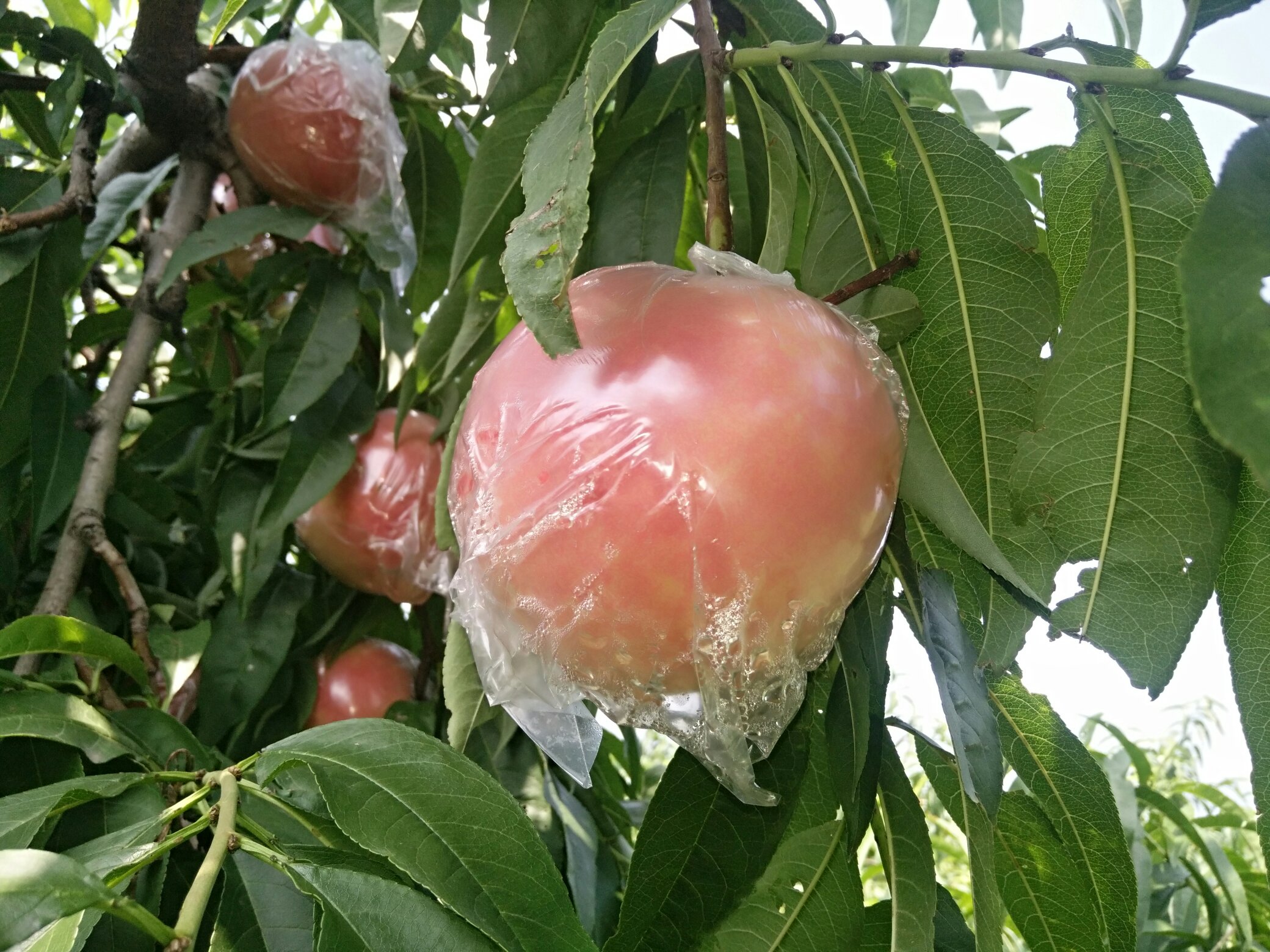 南方避雨栽培桃园挂桃情况