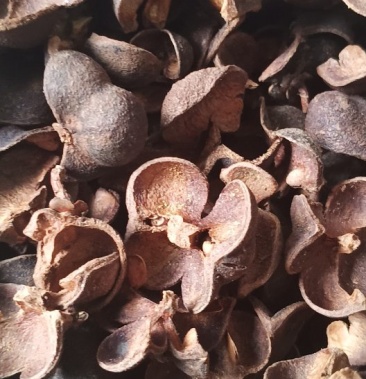 红茶果壳,广西金秀大瑶山