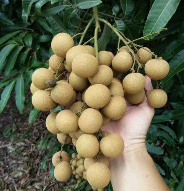 广东广西储良龙眼(2 5-3 6)毫米