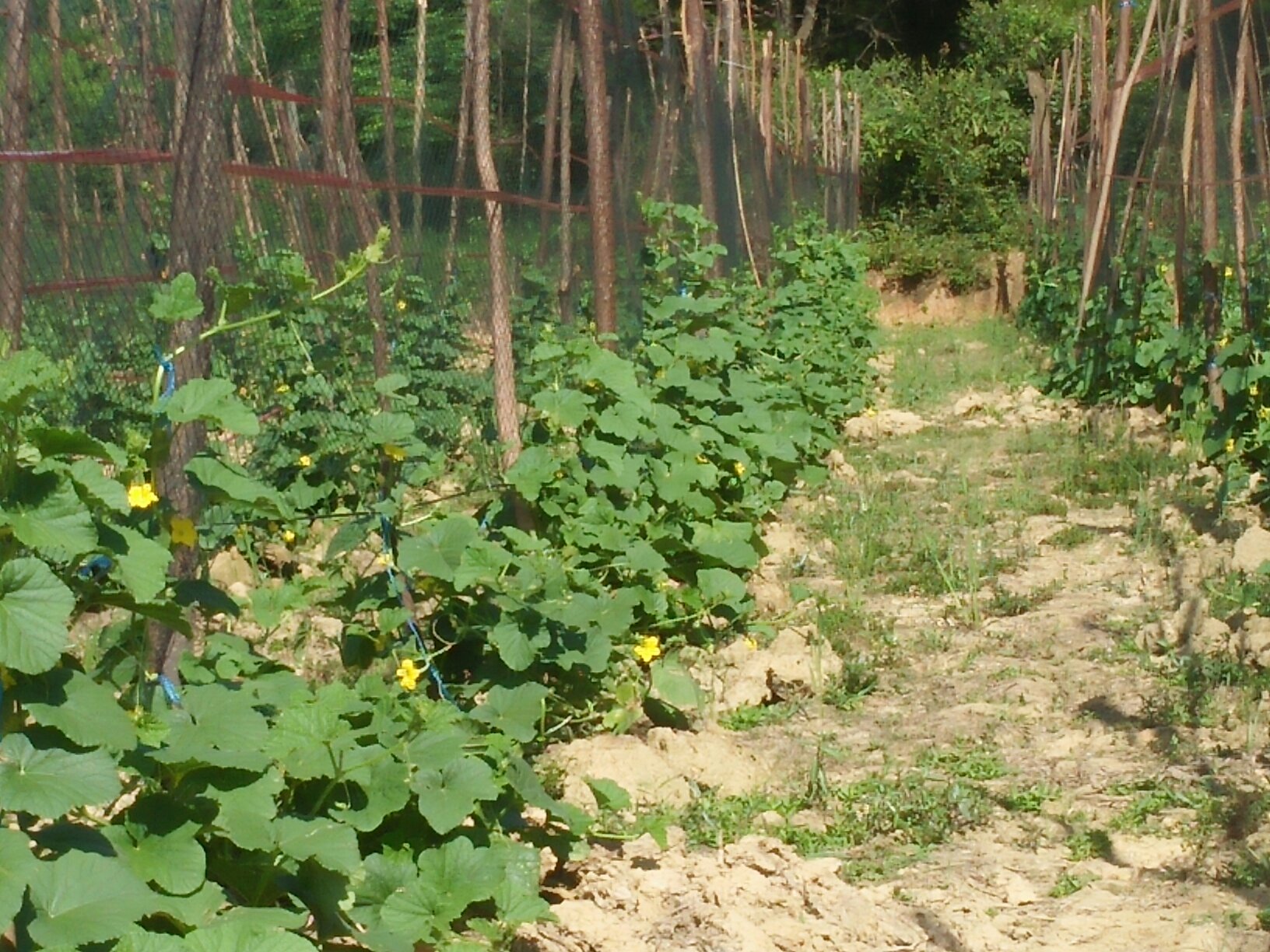 羊角蜜甜瓜种植基地,阳光充足,土壤肥沃 羊角蜜甜瓜种植基地
