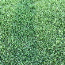 台湾草