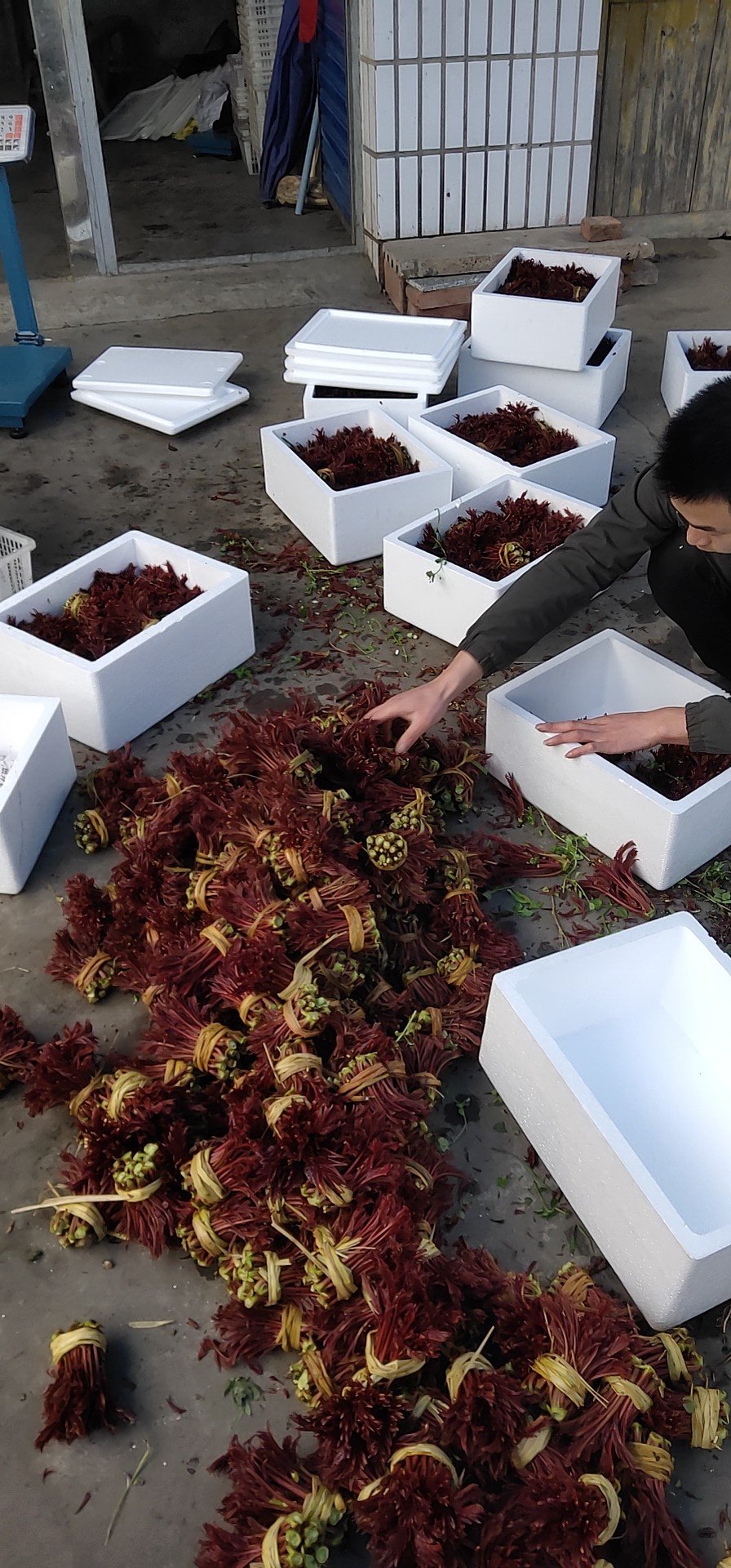 四川"香椿芽",寻求合作商,可做深加工,可做酱料.