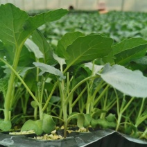 代育耐寒优秀西兰花苗加工费1毛一颗