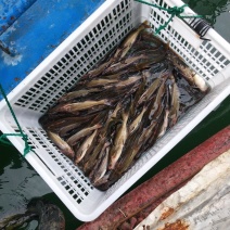贵州野生黄辣丁