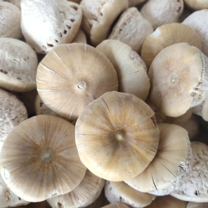 壮阳果价格行情