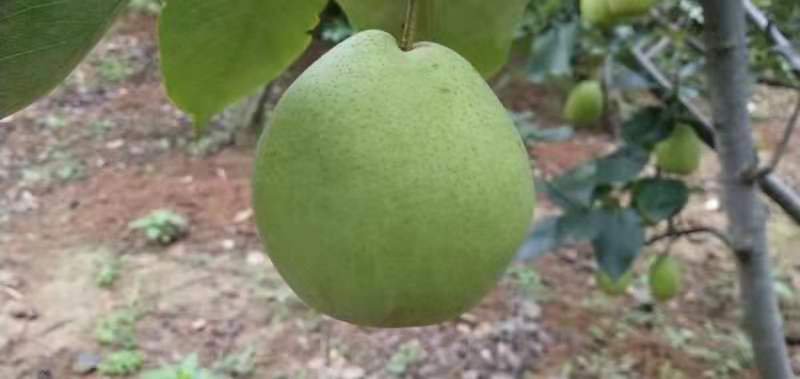 云南金花梨切面特写