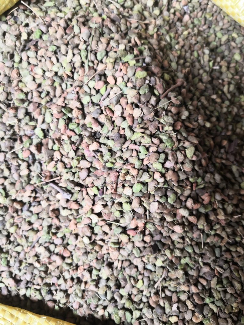 黄栌种子 黄芦种子籽 黄芦苗 香山红叶 纯新种子包发芽