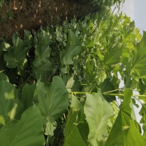 大量供应秋树，梓树